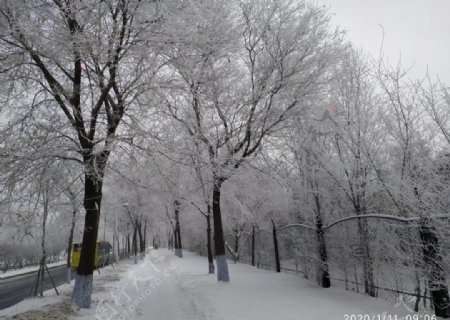 东北雪后树挂
