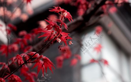 枫叶红枫树冬天秋天