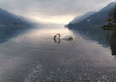 瑞士雪山湖泊恬静早晨