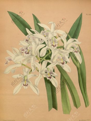 白色花朵植物素材插画