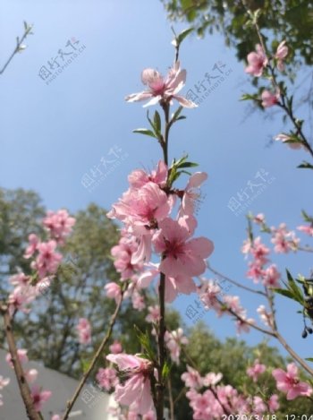 春天的粉红色花