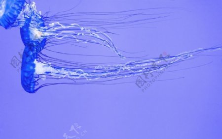 游动的透明水母