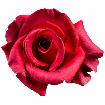 浪漫玫瑰鲜花