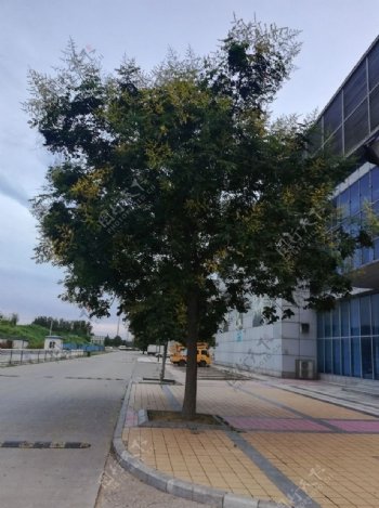 淄博国际会展中心的大树