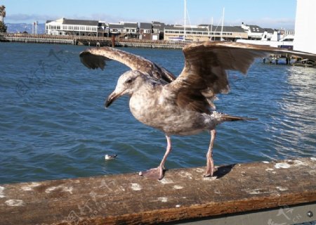 美国风光旅游摄影海鸥