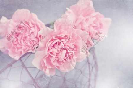 盛开的粉色康乃馨花朵