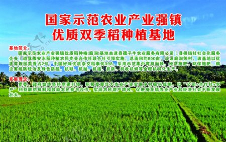 培育优质水稻海报