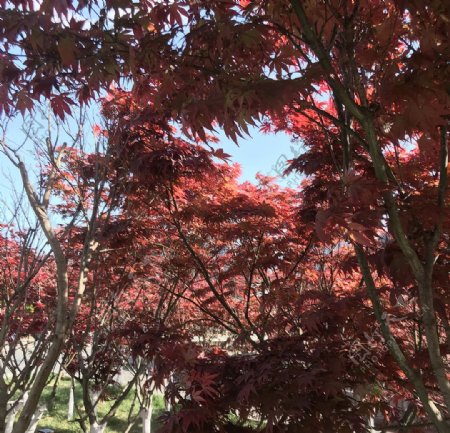 红枫叶树叶摄影图