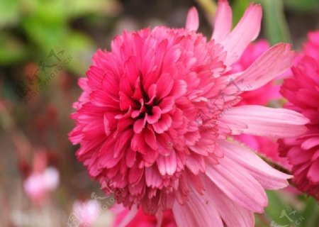 层次分明的粉红色鲜花