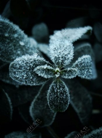 冰霜的植物