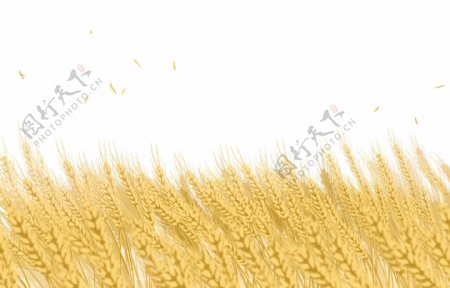 麦穗芒种金色稻穗装饰卡通素材