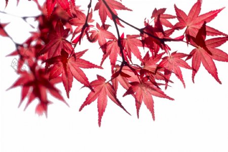 枫叶红色秋天背景海报合成素材