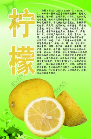 水果文化系列之柠檬