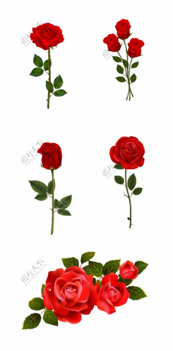 红色玫瑰花PNG
