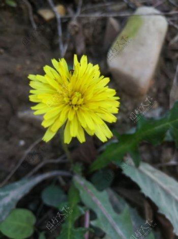黄色蒲公英花朵