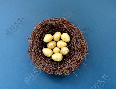 鸟巢中的金色鸟蛋