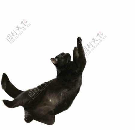 黑猫睡姿素材恶搞