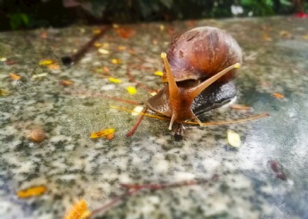 蜗牛动物自然景观摄影素材