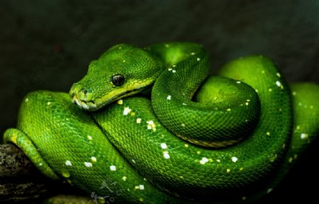 毒蛇绿色毒蛇