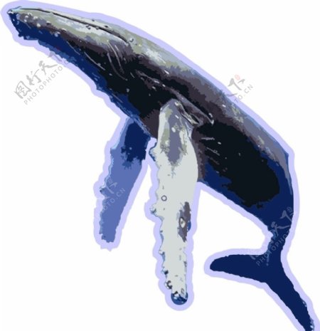 抹香鲸鲸鱼风景