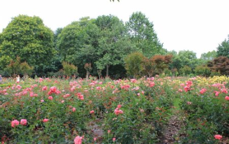 月季花圃月季花海月季花丛