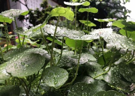 雨后铜钱草