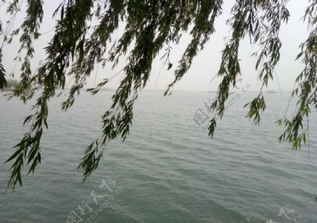 湖边垂柳