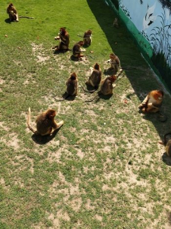 金丝猴动物群居猴子