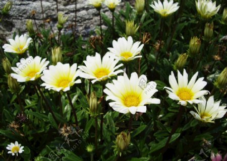 花园白色雏菊