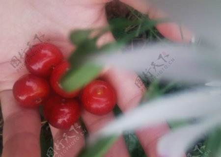 红樱桃