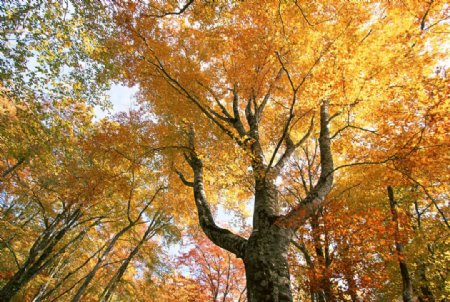 秋天森林秋季树木唯美