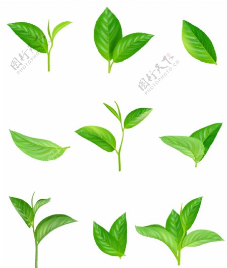 绿茶叶子元素