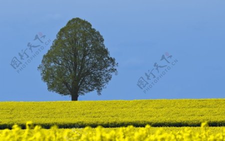 油菜花