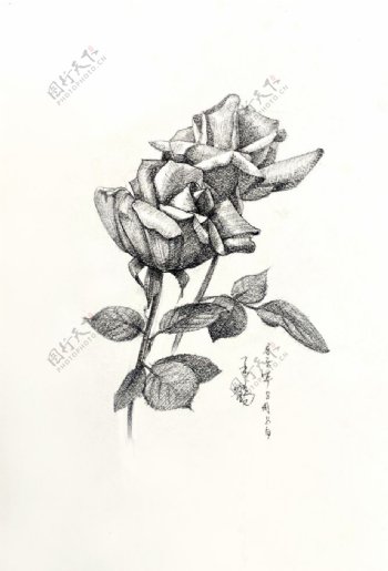 原创玫瑰写生素描