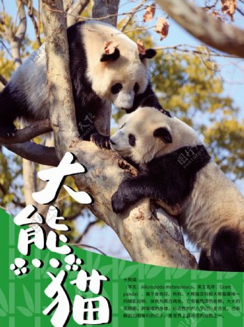 熊猫海报
