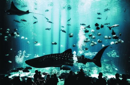 鲨鱼海底世界蝠鲼装饰图