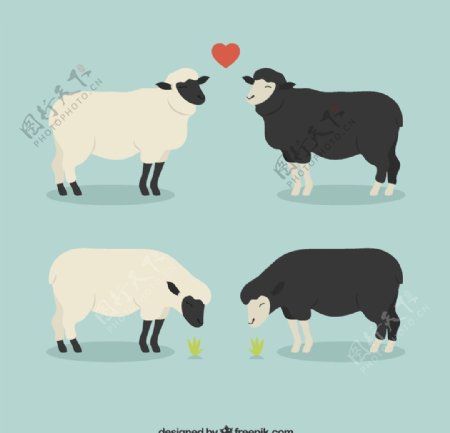 爱羊图片