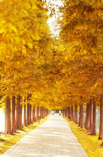 秋季秋天唯美自然街道背景素材