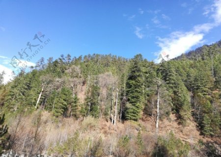 蓝天高山雪松树木风景图片
