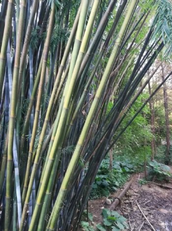 竹树林图片