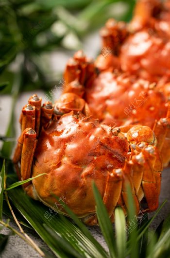 螃蟹食材美食宣传背景素材图片