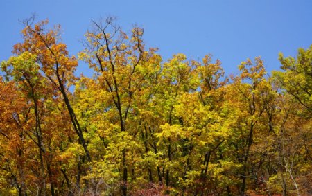 秋天山林的彩色树叶图片