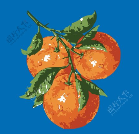 橙子矢量插画图片