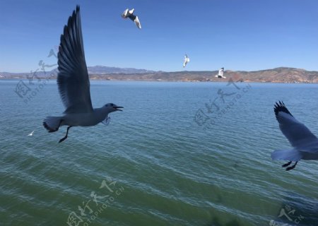 飞翔中的海鸥图片