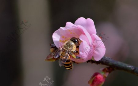 梅花图片