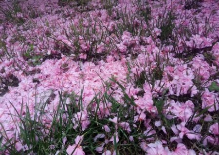 樱花粉色美景绿植园林图片