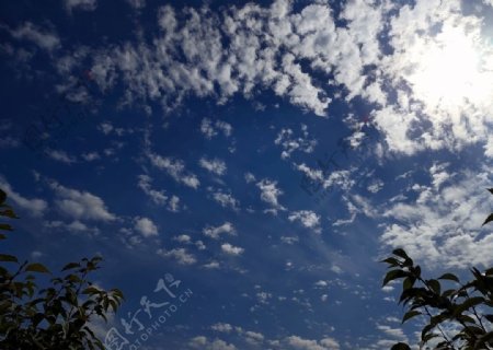正午的蓝天白云大树图片