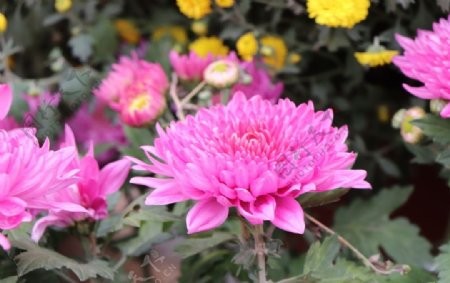 粉色的菊花图片
