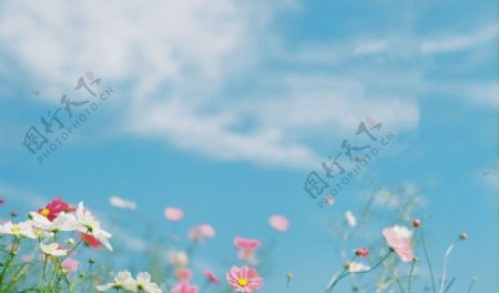 清新可爱小花花和天空图片