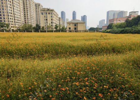 城市花海图片